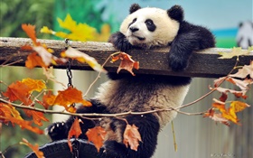 Panda árbol de subida, las hojas amarillas, otoño HD fondos de pantalla