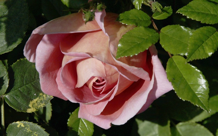 Rosa rosa, brotes, hojas Fondos de pantalla, imagen
