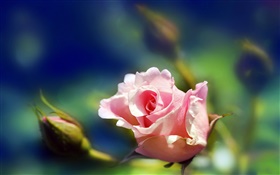 Rosa rosa flor de cerca, las yemas, la falta de definición HD fondos de pantalla
