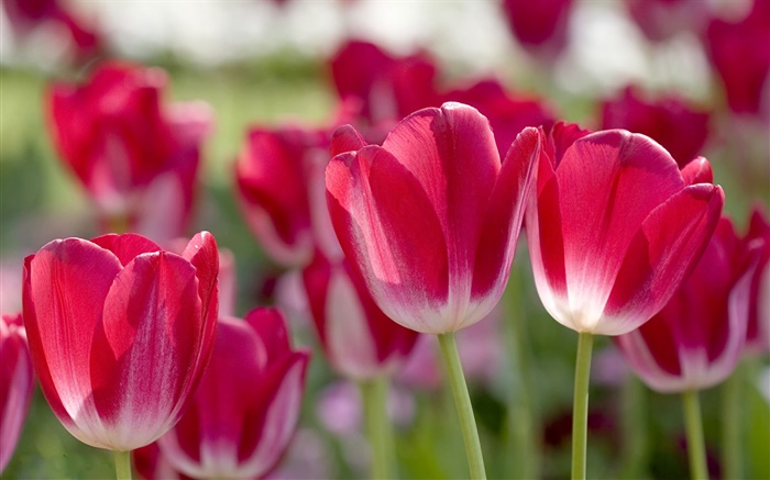 Tulipanes rojos, pétalos, la falta de definición Fondos de pantalla, imagen