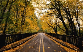 Camino, árboles, hojas amarillas, otoño