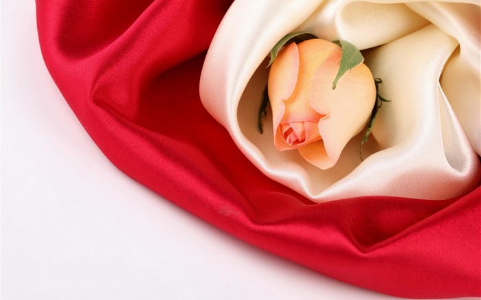 Flor de Rose, la seda Fondos de pantalla, imagen