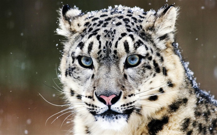 Leopardo de las Nieves, cara, ojos azules Fondos de pantalla, imagen