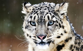 Leopardo de las Nieves, cara, ojos azules