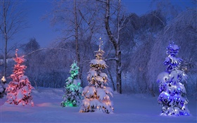 , Árboles iluminados nevoso, invierno, Canadá