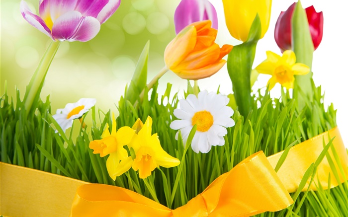Primavera, flores de colores, tulipanes Fondos de pantalla, imagen
