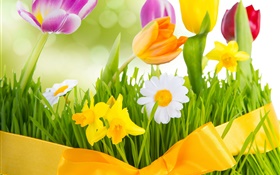 Primavera, flores de colores, tulipanes