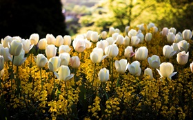 Primavera, parque, tulipanes blancos flores, amarillo, falta de definición, los rayos del sol