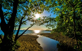 Los rayos del sol, árboles, lago HD fondos de pantalla