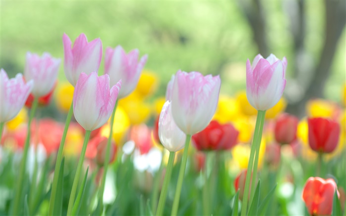 Tulipanes flores que florecen Fondos de pantalla, imagen