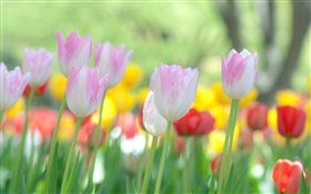 Tulipanes flores que florecen