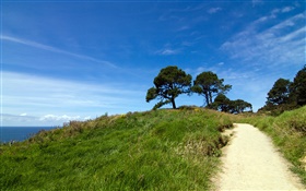 Verde colina, árboles, hierba, Península de Coromandel, Nueva Zelanda HD fondos de pantalla