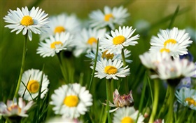 Flores blancas de la manzanilla