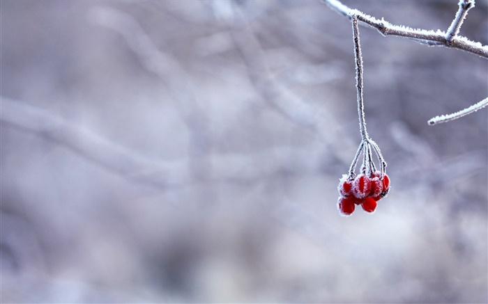 Invierno, las heladas, ramas, frutos rojos, bokeh Fondos de pantalla, imagen