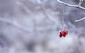 Invierno, las heladas, ramas, frutos rojos, bokeh HD fondos de pantalla