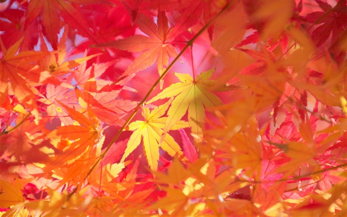 Otoño, ramas, hojas rojas, arce Fondos de pantalla, imagen