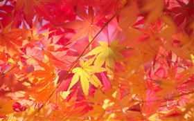 Otoño, ramas, hojas rojas, arce HD fondos de pantalla