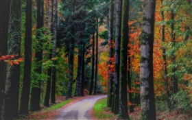 Otoño, bosque, árboles, hojas, camino
