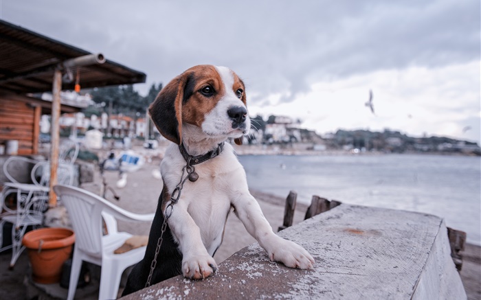 Beagle, perro, paseo marítimo, playa Fondos de pantalla, imagen