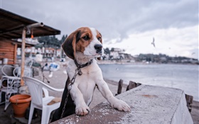 Beagle, perro, paseo marítimo, playa