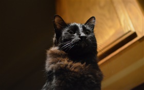 Gato negro, ojos, bokeh