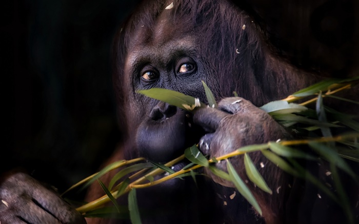 Negro orangután, mono Fondos de pantalla, imagen