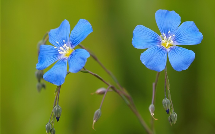 Geranios Flores azules, bokeh Fondos de pantalla, imagen