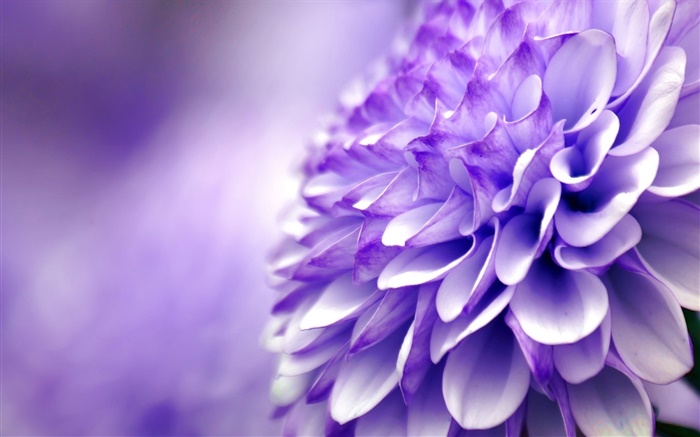 Flor púrpura azul, el crisantemo, la fotografía macro Fondos de pantalla, imagen