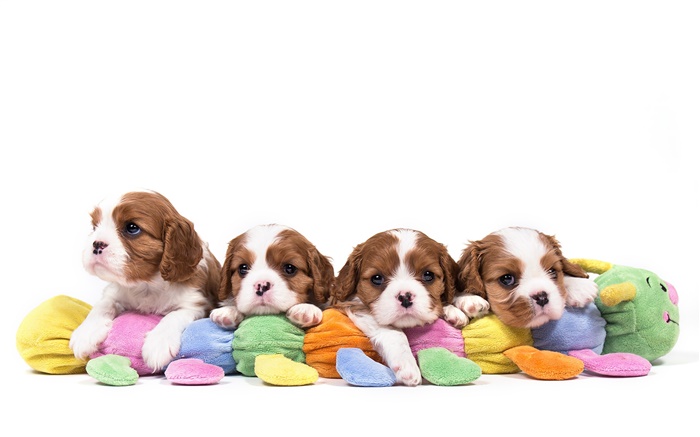 Cavalier King Charles Spaniel, cuatro perros, cachorros Fondos de pantalla, imagen
