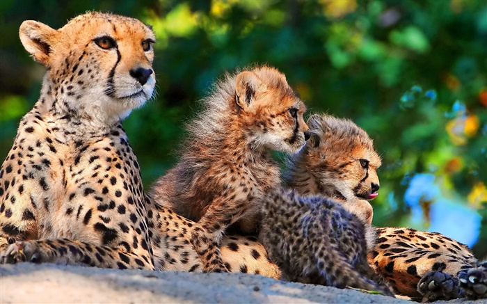 La familia de los guepardos, gatos grandes Fondos de pantalla, imagen