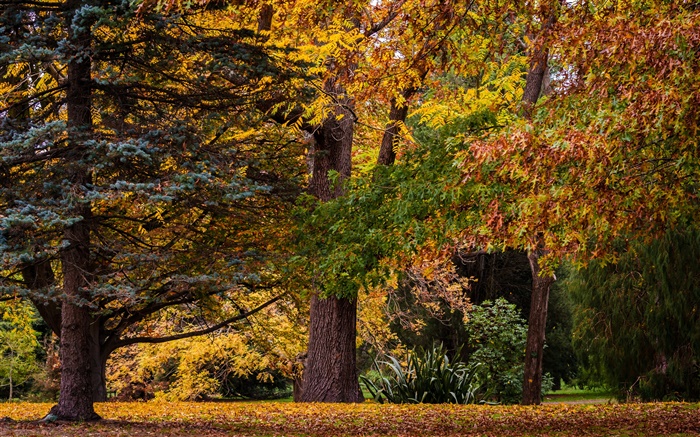 Christchurch, Nueva Zelanda, parque, árboles, hojas, otoño Fondos de pantalla, imagen