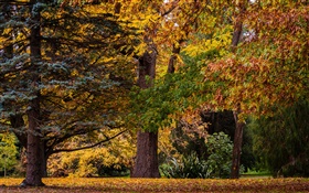 Christchurch, Nueva Zelanda, parque, árboles, hojas, otoño