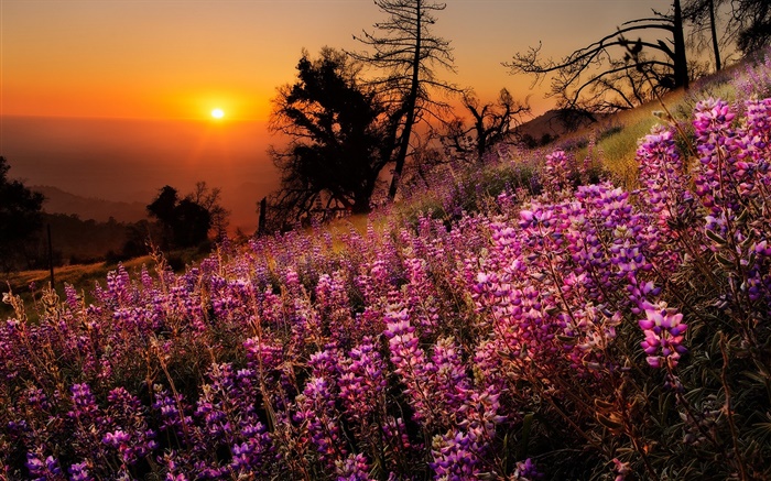 Coloridas flores, paisaje de la naturaleza, puesta del sol, árboles Fondos de pantalla, imagen