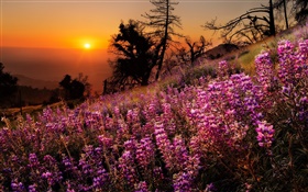 Coloridas flores, paisaje de la naturaleza, puesta del sol, árboles