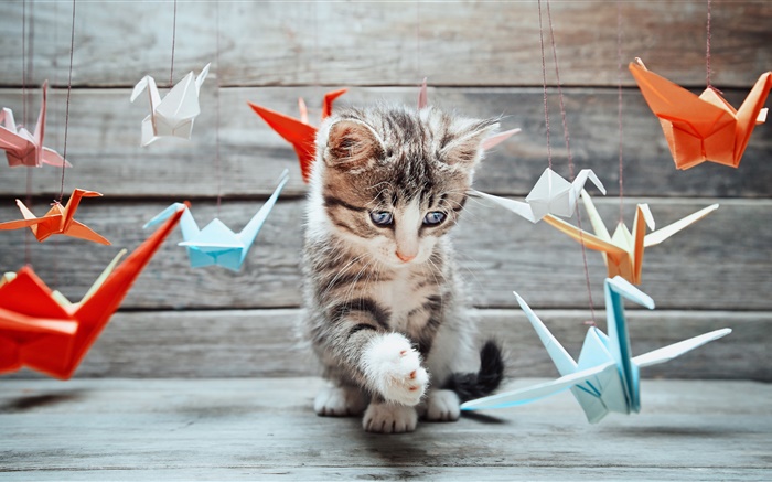 Gatito lindo, pájaros de papel de colores Fondos de pantalla, imagen