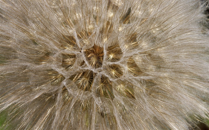 Flores de diente de león, primer plano macro Fondos de pantalla, imagen