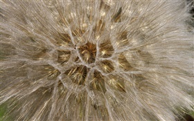 Flores de diente de león, primer plano macro HD fondos de pantalla