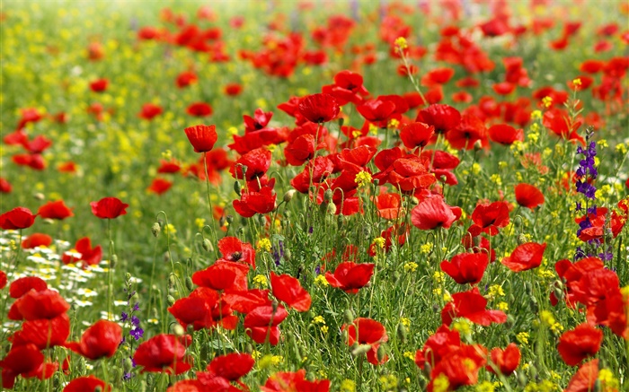 Campo de flores, amapolas rojas, margaritas Fondos de pantalla, imagen