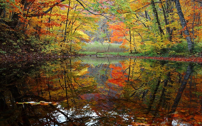 Bosque, lago, árboles, otoño Fondos de pantalla, imagen
