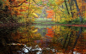 Bosque, lago, árboles, otoño