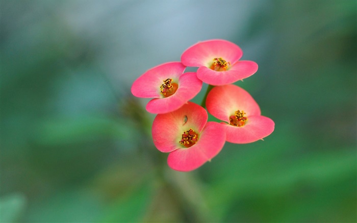 Cuatro flores rosadas, fondo borroso Fondos de pantalla, imagen