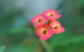 Cuatro flores rosadas, fondo borroso