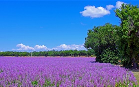 Francia, flores de lavanda, campo, árboles, cielo azul
