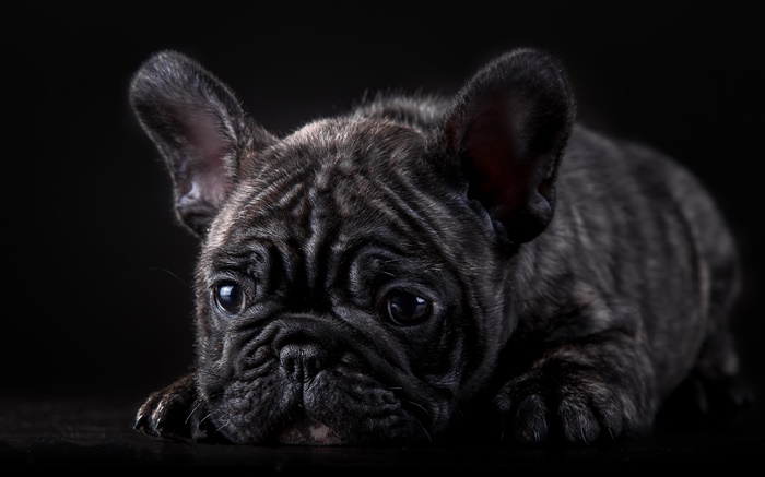 Bulldog francés, perrito negro Fondos de pantalla, imagen