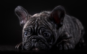Bulldog francés, perrito negro HD fondos de pantalla