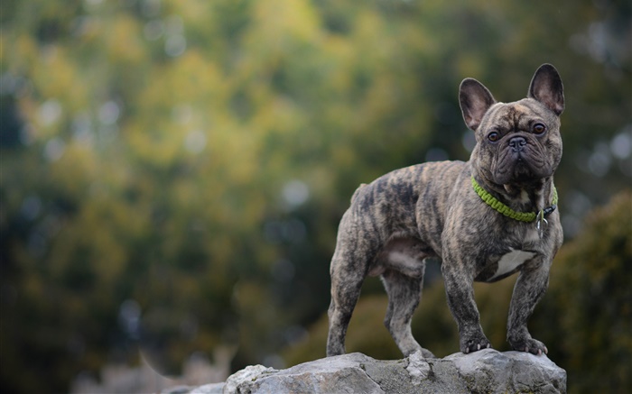 Bulldog francés, perro, piedra Fondos de pantalla, imagen