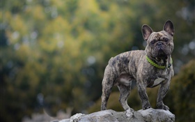 Bulldog francés, perro, piedra