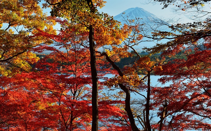 Japón paisaje de la naturaleza, otoño, árboles, hojas rojas, monte Fuji Fondos de pantalla, imagen