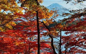 Japón paisaje de la naturaleza, otoño, árboles, hojas rojas, monte Fuji