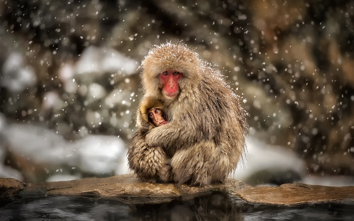 Macacos japoneses, mono, invierno, nieve, madre y el bebé Fondos de pantalla, imagen